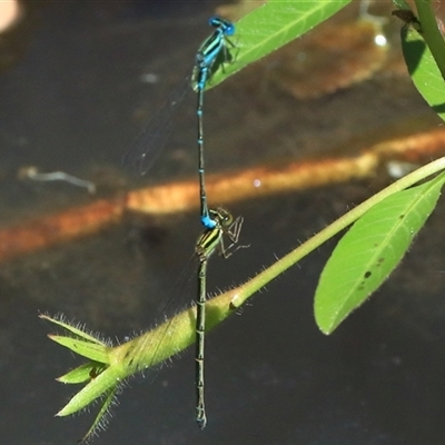 Austroagrion watsoni (Eastern Billabongfly) at Gibberagee, NSW - 30 Dec 2016 by Bungybird