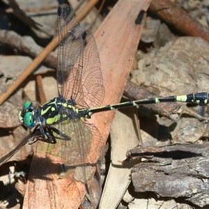 Austroepigomphus praeruptus at suppressed - 30 Dec 2016