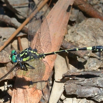 Austroepigomphus praeruptus at Gibberagee, NSW - 30 Dec 2016 by AaronClausen