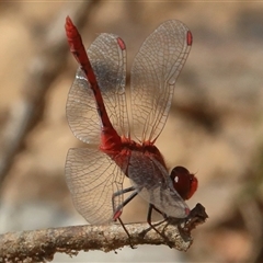 Diplacodes bipunctata (Wandering Percher) at Gibberagee, NSW - 31 Dec 2016 by Bungybird