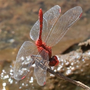 Diplacodes bipunctata at Gibberagee, NSW - 31 Dec 2016