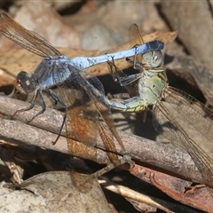 Orthetrum caledonicum at Gibberagee, NSW - 31 Dec 2016 by AaronClausen