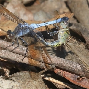 Orthetrum caledonicum at Gibberagee, NSW - 31 Dec 2016