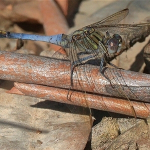 Orthetrum caledonicum at Gibberagee, NSW - 31 Dec 2016 08:24 PM