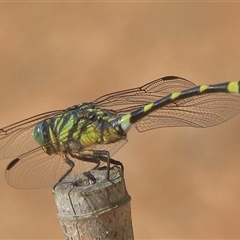 Ictinogomphus australis at Gibberagee, NSW - 31 Dec 2016 by AaronClausen