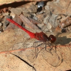 Nannodiplax rubra (Pygmy Percher) at Gibberagee, NSW - 31 Dec 2016 by Bungybird