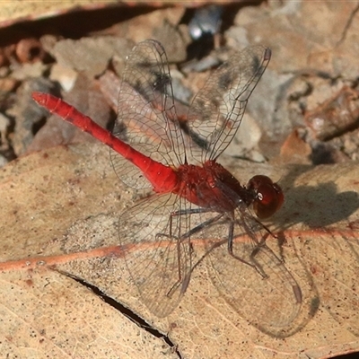 Nannodiplax rubra at Gibberagee, NSW - 31 Dec 2016 by AaronClausen