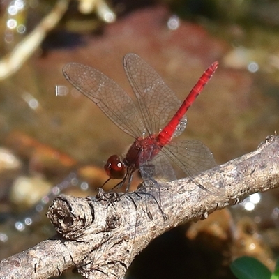 Nannodiplax rubra at Gibberagee, NSW - 31 Dec 2016 by AaronClausen