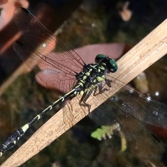 Austroepigomphus praeruptus at Gibberagee, NSW - 31 Dec 2016 by AaronClausen