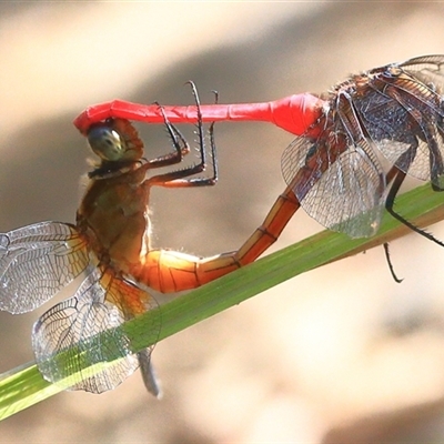 Orthetrum villosovittatum (Fiery Skimmer) at Gibberagee, NSW - 31 Dec 2016 by Bungybird