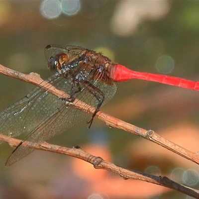 Orthetrum villosovittatum (Fiery Skimmer) at Gibberagee, NSW - 31 Dec 2016 by Bungybird