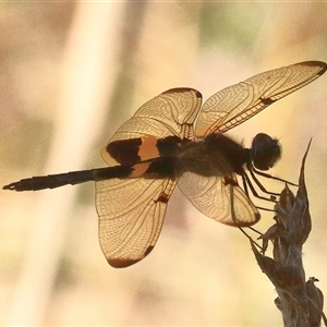 Rhyothemis phyllis at Gibberagee, NSW - 31 Dec 2016 08:52 PM