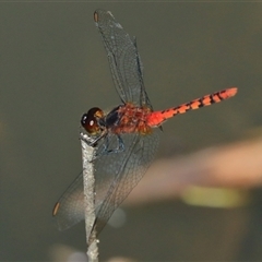 Diplacodes melanopsis (Black-faced Percher) at Gibberagee, NSW - 31 Dec 2016 by Bungybird