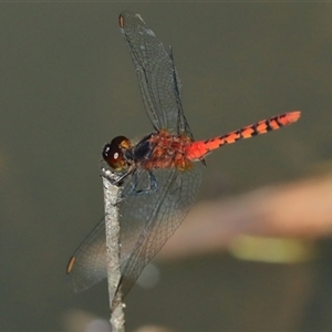 Diplacodes melanopsis at Gibberagee, NSW - 31 Dec 2016