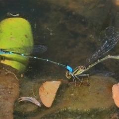 Austroagrion watsoni (Eastern Billabongfly) at Gibberagee, NSW - 31 Dec 2016 by Bungybird