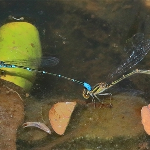 Austroagrion watsoni at Gibberagee, NSW - 31 Dec 2016