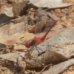 Diplacodes bipunctata (Wandering Percher) at Gibberagee, NSW - 1 Jan 2017 by Bungybird