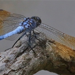 Orthetrum caledonicum at Gibberagee, NSW - 1 Jan 2017 by AaronClausen