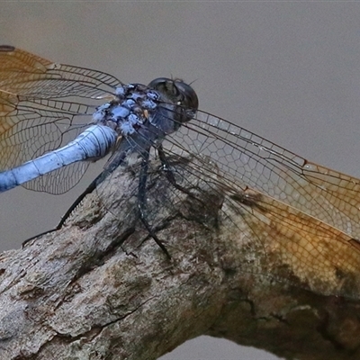 Orthetrum caledonicum (Blue Skimmer) at Gibberagee, NSW - 1 Jan 2017 by Bungybird