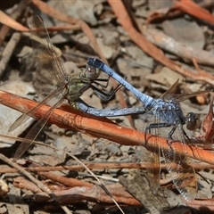 Orthetrum caledonicum (Blue Skimmer) at Gibberagee, NSW - 1 Jan 2017 by Bungybird