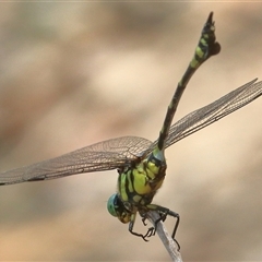 Ictinogomphus australis at Gibberagee, NSW - 1 Jan 2017 by AaronClausen