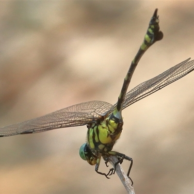 Ictinogomphus australis (Australian Tiger) at Gibberagee, NSW - 1 Jan 2017 by Bungybird