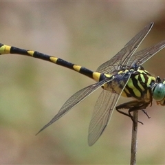 Ictinogomphus australis at Gibberagee, NSW - 1 Jan 2017 by AaronClausen