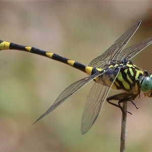 Ictinogomphus australis at Gibberagee, NSW - 1 Jan 2017 09:57 PM