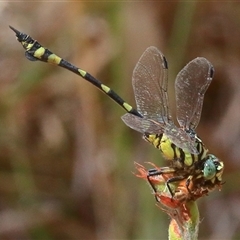 Ictinogomphus australis at Gibberagee, NSW - 1 Jan 2017 by AaronClausen