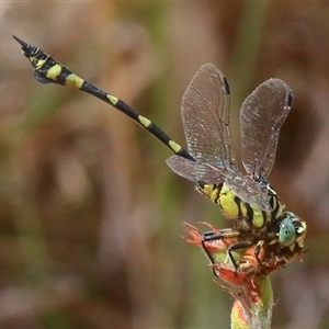 Ictinogomphus australis at Gibberagee, NSW - 1 Jan 2017