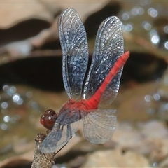 Nannodiplax rubra at Gibberagee, NSW - 1 Jan 2017 by AaronClausen