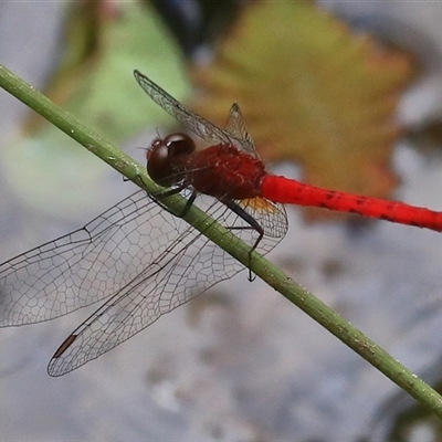 Nannodiplax rubra at Gibberagee, NSW - 1 Jan 2017 by AaronClausen