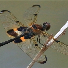 Rhyothemis phyllis at Gibberagee, NSW - 1 Jan 2017 by AaronClausen