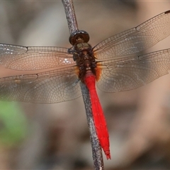 Orthetrum villosovittatum (Fiery Skimmer) at Gibberagee, NSW - 1 Jan 2017 by Bungybird