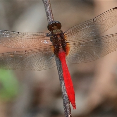 Orthetrum villosovittatum (Fiery Skimmer) at Gibberagee, NSW - 1 Jan 2017 by Bungybird