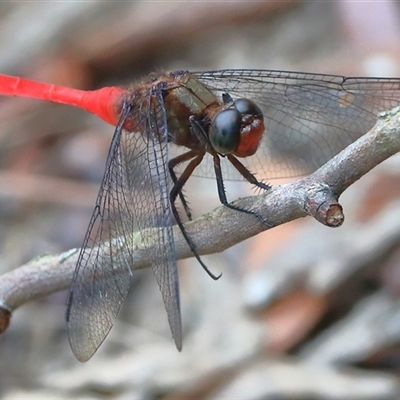 Orthetrum villosovittatum at Gibberagee, NSW - 2 Jan 2017 by AaronClausen