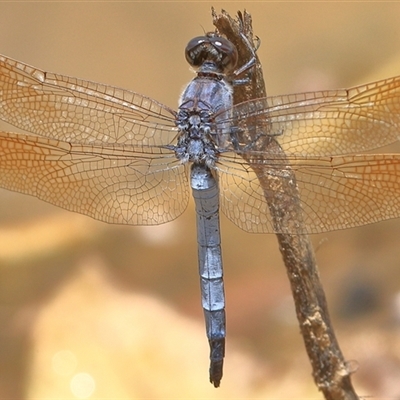 Orthetrum caledonicum (Blue Skimmer) at Gibberagee, NSW - 2 Jan 2017 by Bungybird