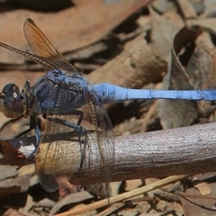 Orthetrum caledonicum at Gibberagee, NSW - 2 Jan 2017 by AaronClausen