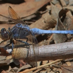 Orthetrum caledonicum at Gibberagee, NSW - 2 Jan 2017 11:11 PM