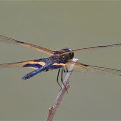 Rhyothemis phyllis (Yellow-striped Flutterer) at Gibberagee, NSW - 3 Jan 2017 by Bungybird