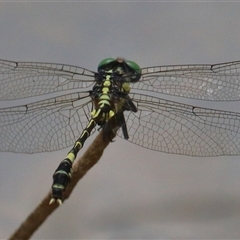 Austroepigomphus praeruptus (Twin-spot Hunter) at Gibberagee, NSW by Bungybird