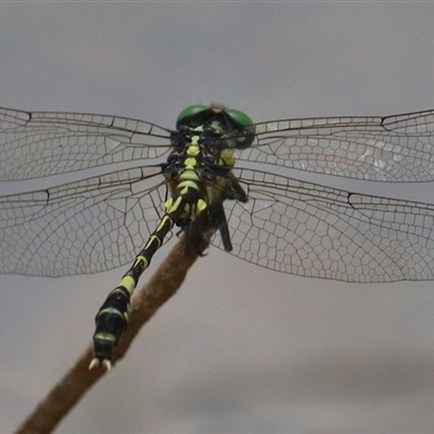 Austroepigomphus praeruptus (Twin-spot Hunter) by Bungybird