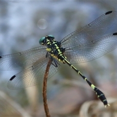 Austroepigomphus praeruptus (Twin-spot Hunter) at Gibberagee, NSW by Bungybird