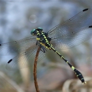Austroepigomphus praeruptus at suppressed - suppressed