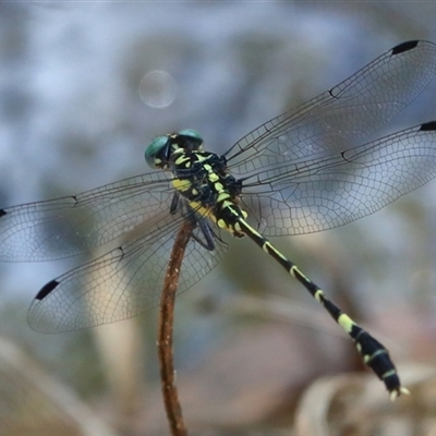 Austroepigomphus praeruptus (Twin-spot Hunter) at Gibberagee, NSW by Bungybird