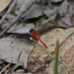 Diplacodes bipunctata at Gibberagee, NSW - 2 Jan 2017 by AaronClausen