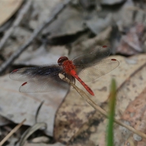 Diplacodes bipunctata at Gibberagee, NSW - 3 Jan 2017