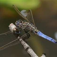 Orthetrum caledonicum (Blue Skimmer) at Gibberagee, NSW - 4 Jan 2017 by Bungybird