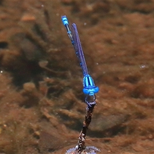 Pseudagrion microcephalum at Gibberagee, NSW - 4 Jan 2017