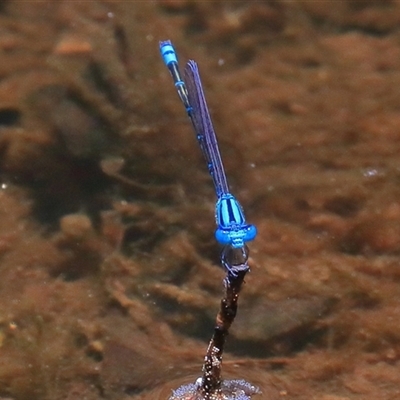 Pseudagrion microcephalum (Blue Riverdamsel) at Gibberagee, NSW - 4 Jan 2017 by Bungybird